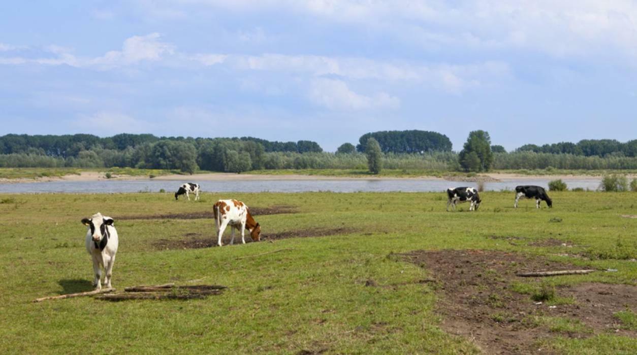 Hoeve De Pippert Hotel Ophemert Zewnętrze zdjęcie
